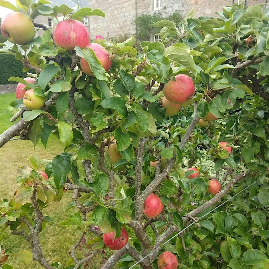 Apple Picking Workshop at Pitmedden Garden & Museum of Farming Life