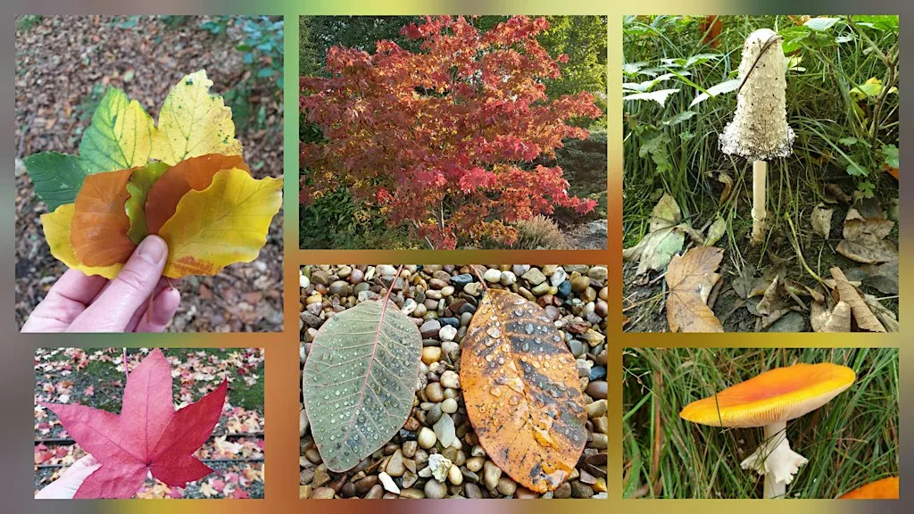 Forest Walk - Autumn Treasures