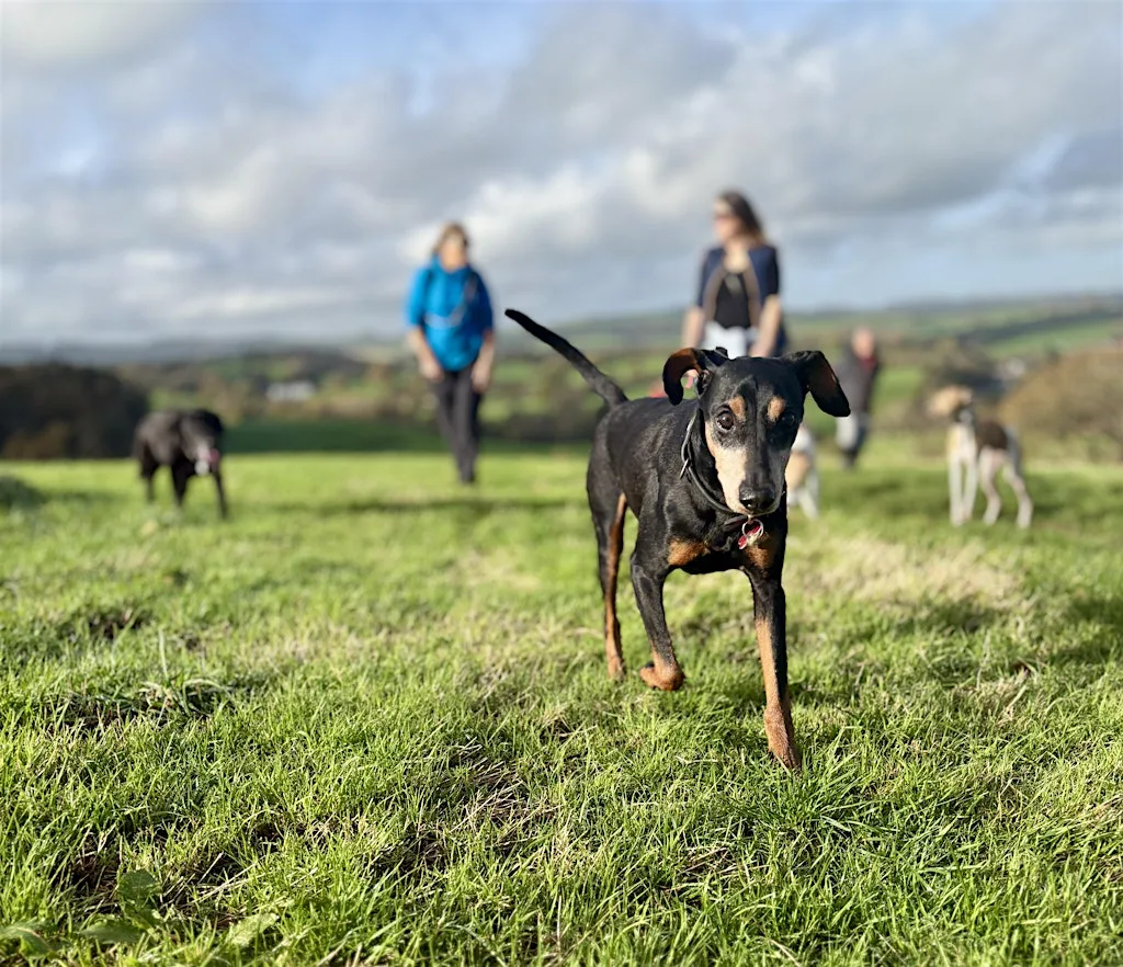 Waggy Walk at Ridgetop Park - Exeter Walking Festival