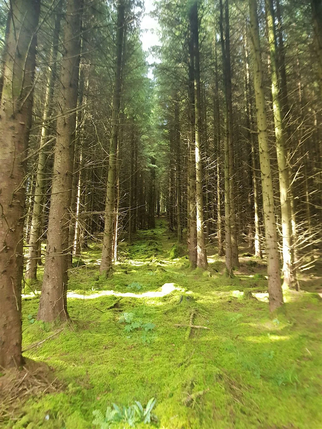 Our Forest