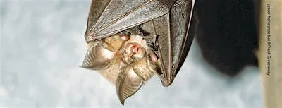 Bats - Nature’s Hidden Heroes - Ruth Hanniffy at National Surf Centre