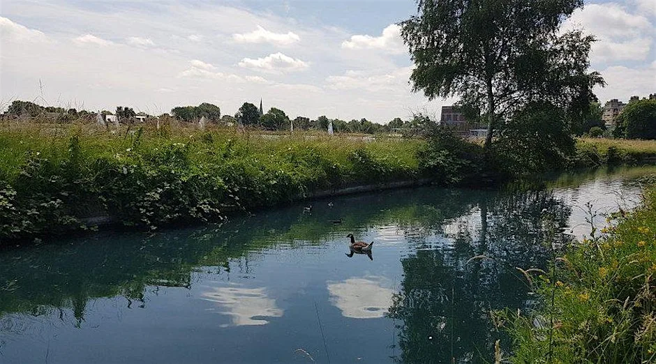 North London wildlife corridor walk w/ community garden pollinator survey