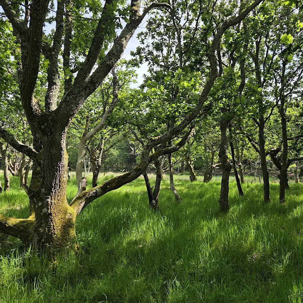 A Mindful Woodland Walk & Nature Immersion with Wildwood Soul