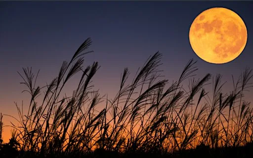 NIGHT BETWEEN REALMS - the harvest full moon at The Doghouse Craft Beer Bar