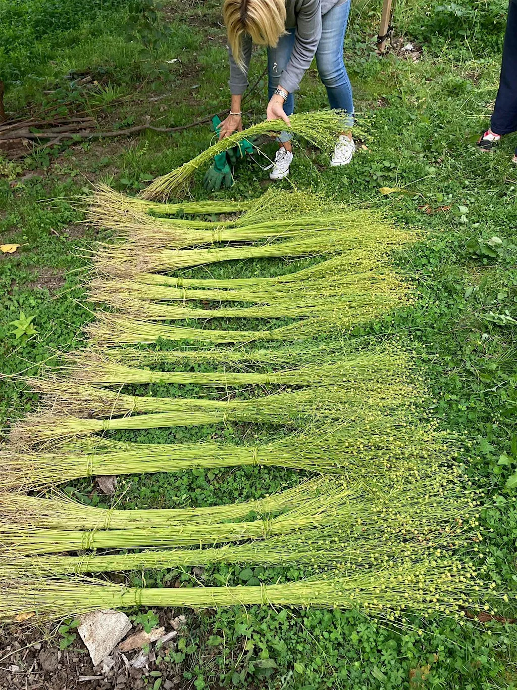 Casgu Llin | Flax Gathering