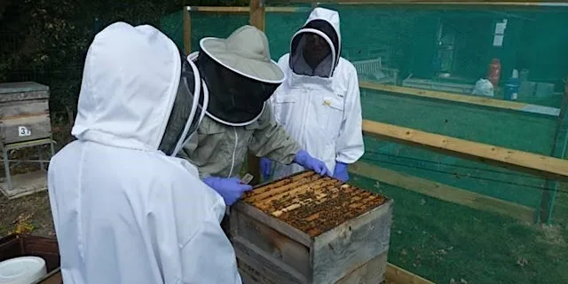Beekeeping Beginners Course 2027 -two day introductory course at Eathorpe Village Hall