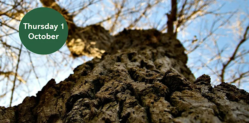 Ouse Burn Way: City Tree Trail