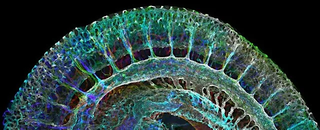 The Art of Microscopy