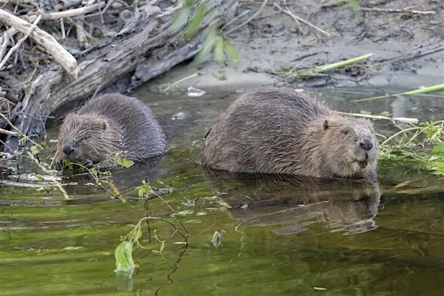 Heritage Festival - The Impact of Beavers at Spey Street car park, Kingussie