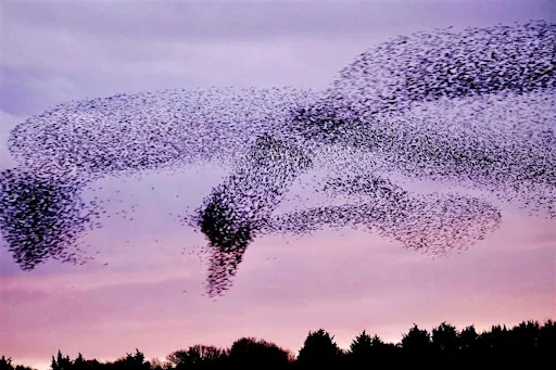 Murmuration Art Workshop at Dryham Lane