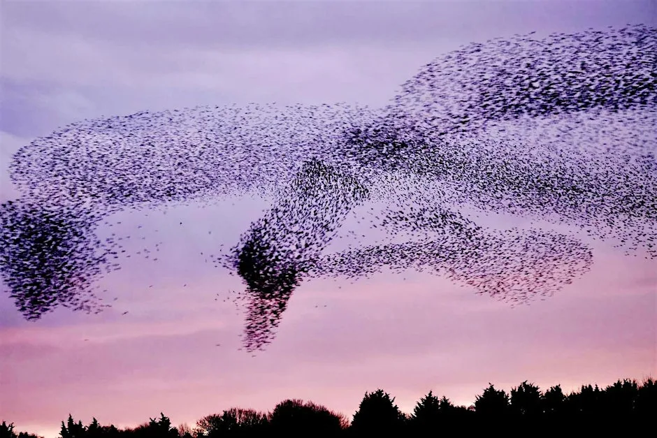 Murmuration Art Workshop at Dryham Lane