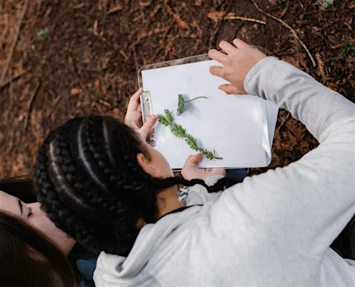 Together for a Greener Wycombe | Woodland Ecology & Tree Identification at Gomms Wood