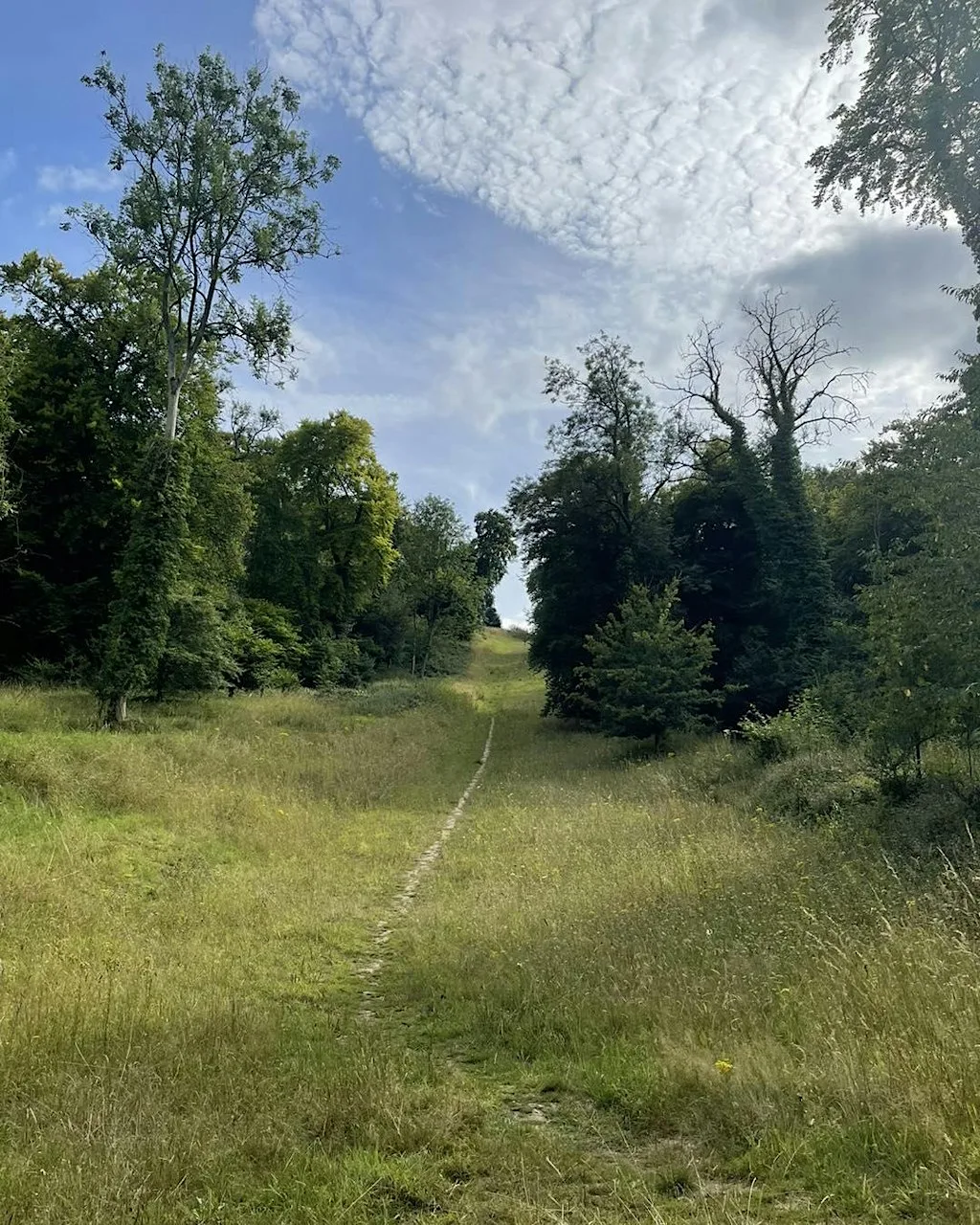 Together for a Greener Wycombe | Woodland & Habitat Restoration at Evergreen Way