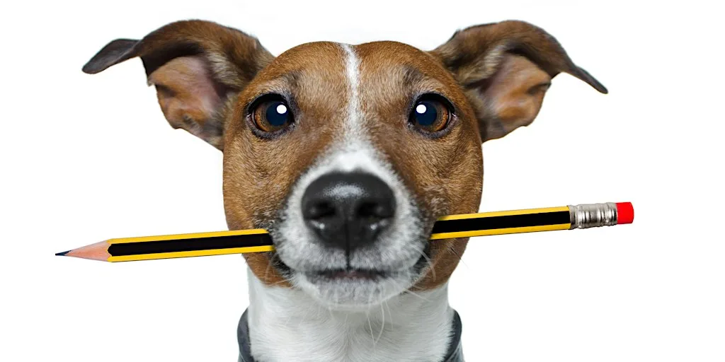 Puppy Training Course - 6 Weeks