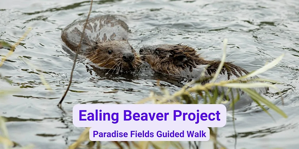 Ealing Beaver Project Guided Walk