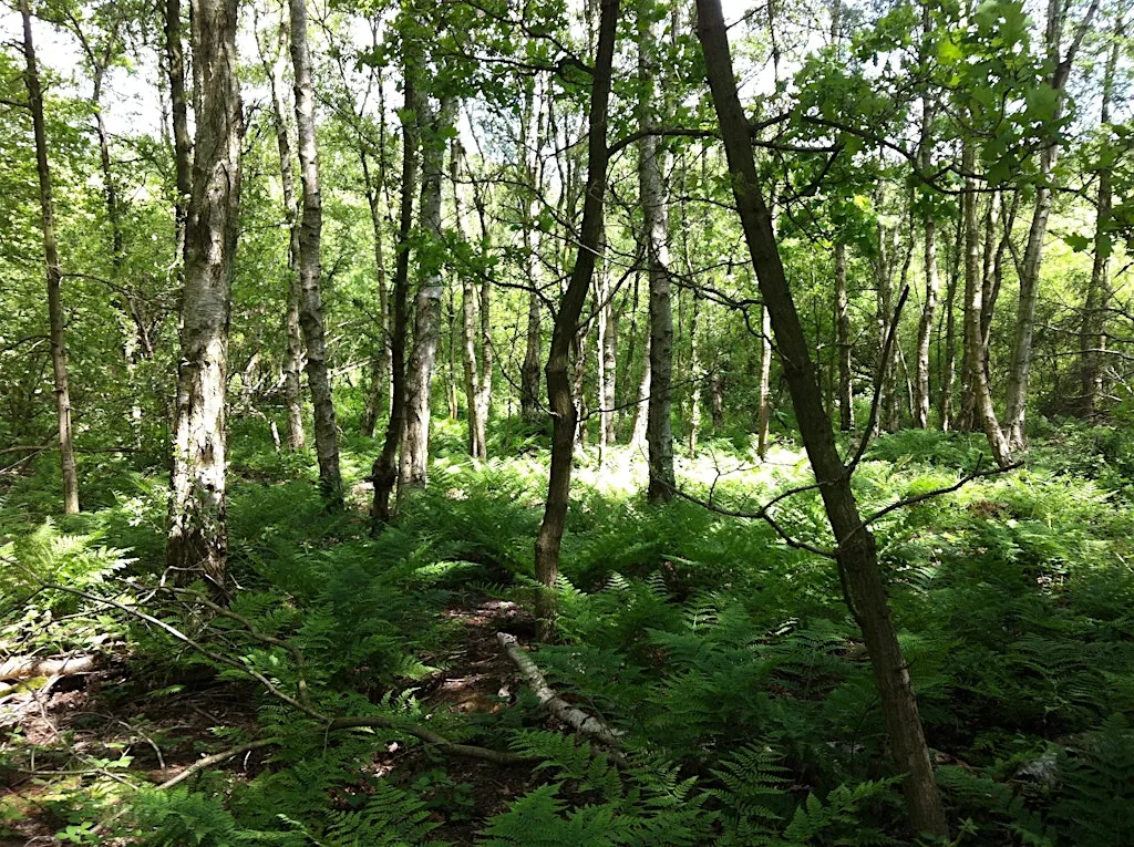 Introduction to Barefoot Walking in Nature