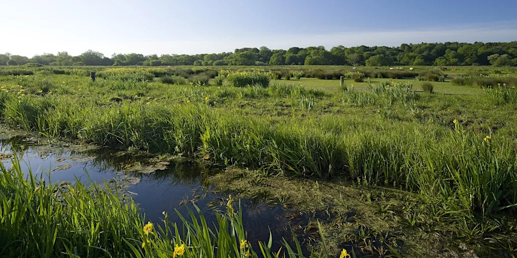 Monthly work party at Thorpe Marshes at Thorpe Marshes