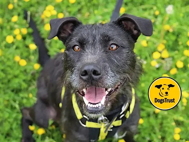 Join us for a FREE Barkstage Tour at the Leeds Rehoming Centre! at Dogs Trust Leeds Rehoming Centre