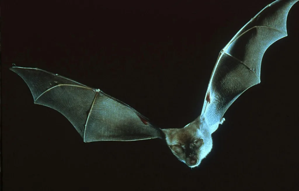 Evening Bat Walk at Stratford Park