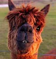Pilates and Pacas at Meadowcroft Alpaca Farm