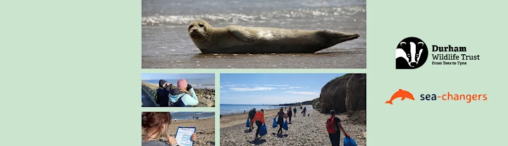 Sea Rangers: Beach clean & shark egg hunt