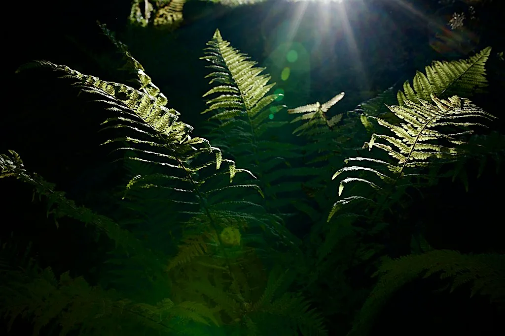 Big Wood TEENS Photography Workshop at Hampstead Garden Suburb Free Church - Little Chapel