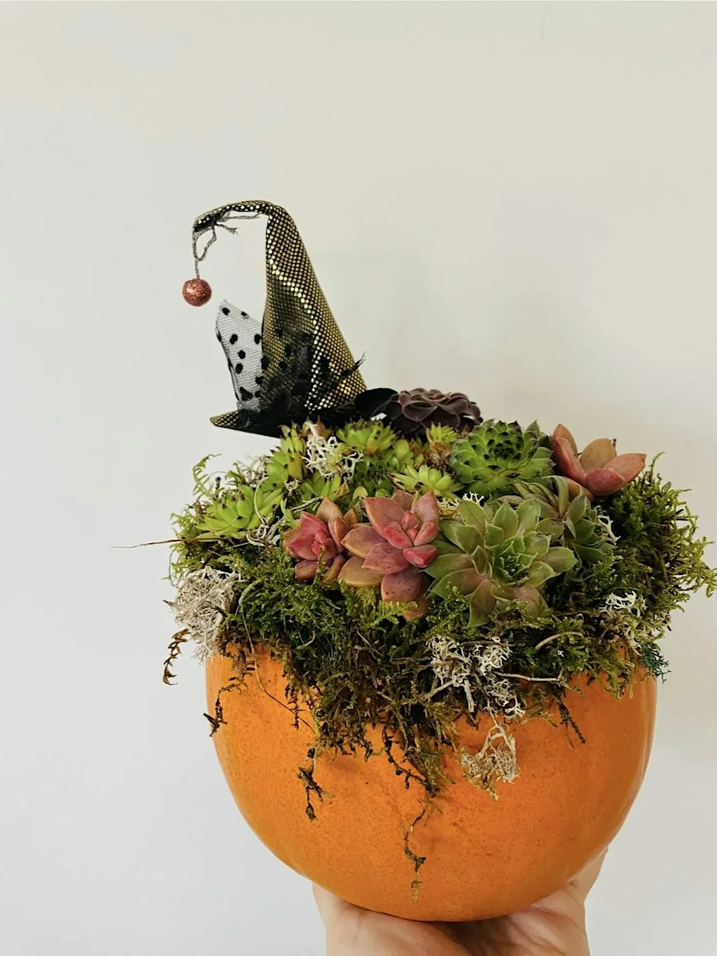 Pumpkin Planter at Holden Clough Nurseries