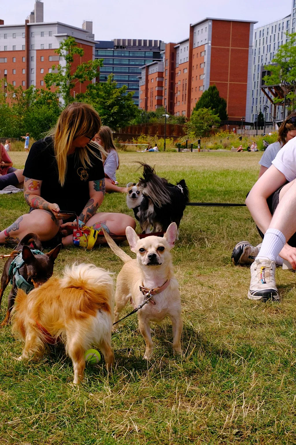 Manchester Chihuahua Meetup