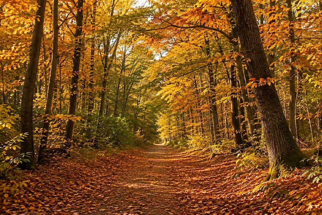 Autumn Walk