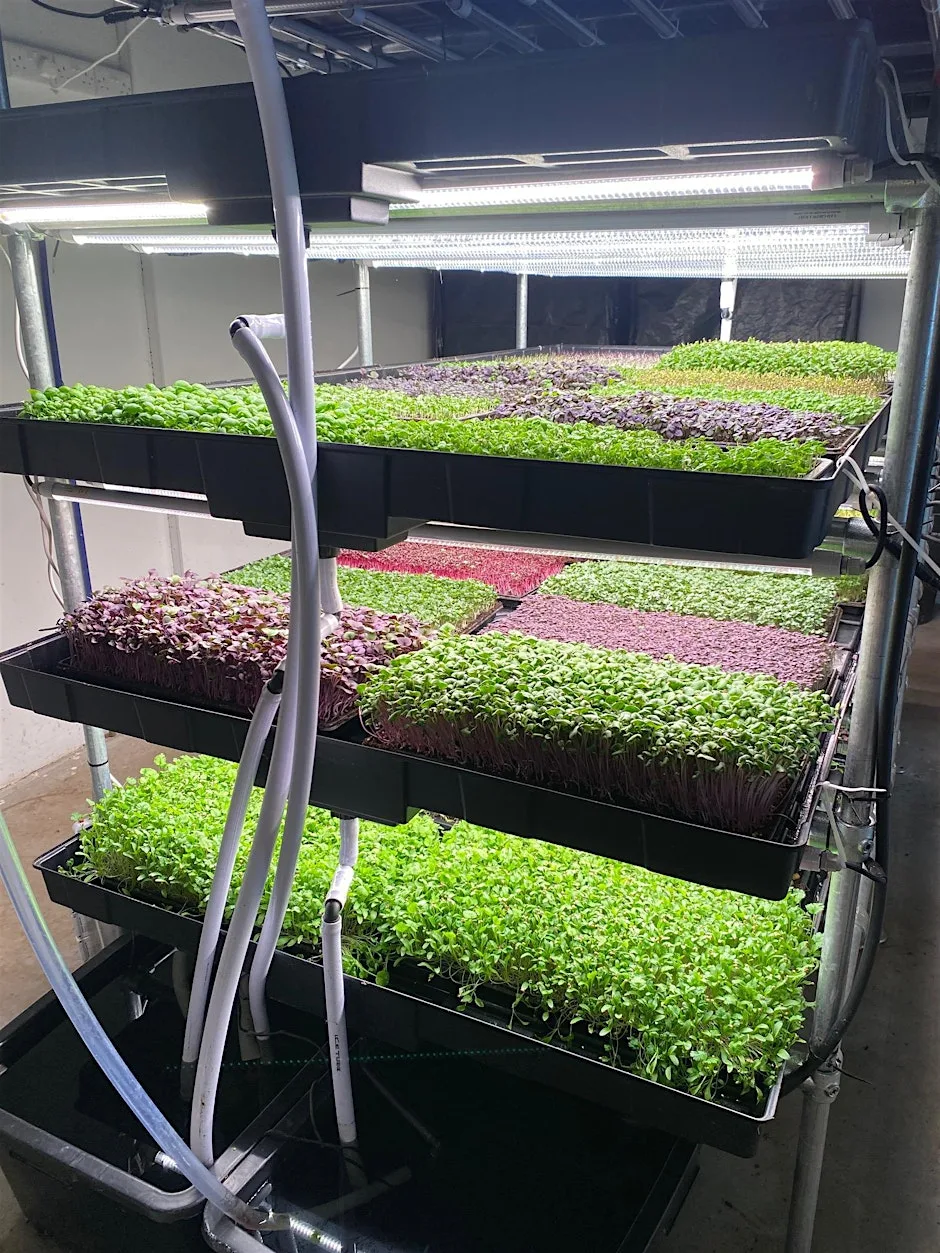 Growing Microgreens as a Business