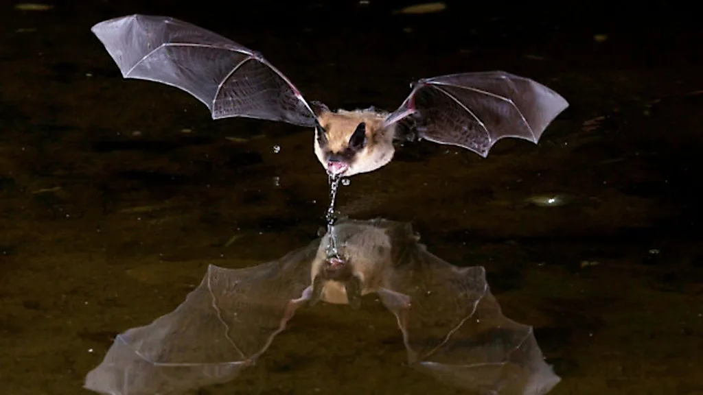 Get Batty with a Canal Bat Walk!