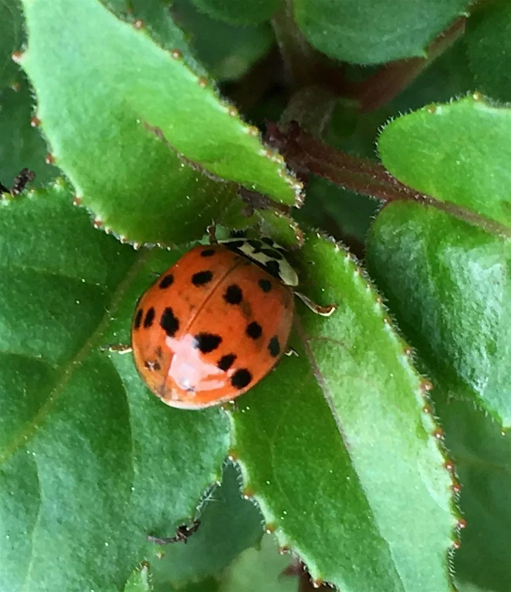 Citizen Science - How and Why We Should All Get Involved! at St Hilary's Church Community Hall