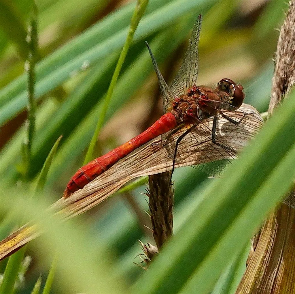 Nature Ramble in Clyne Valley, Swansea - An Intro to Biological Recording
