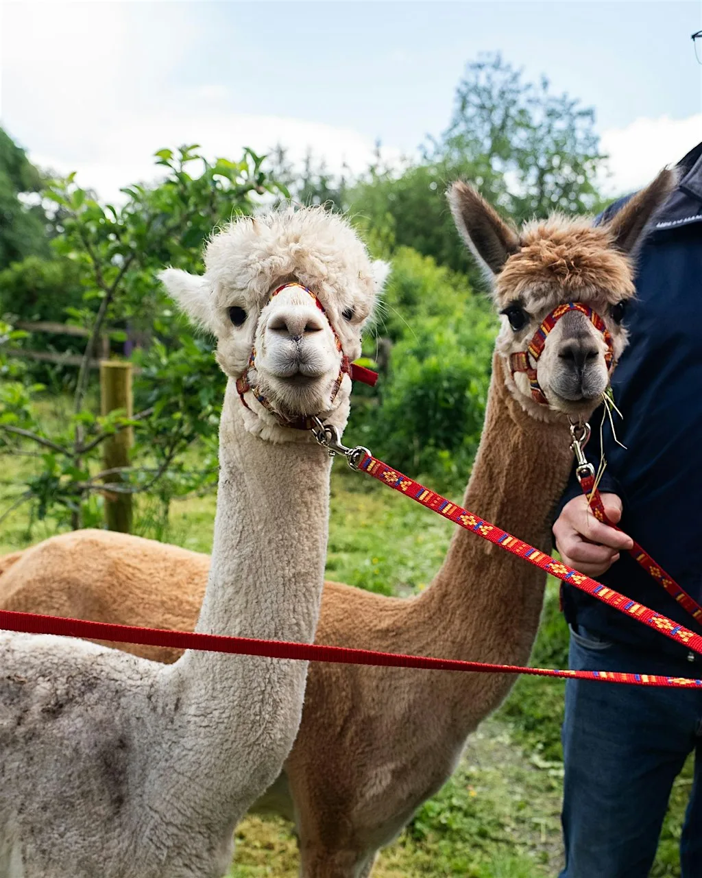 Farm Walk & Meet the Alpacas at Ballyhoura Farm Escape - Alpacas -Pet Lamb Feeding