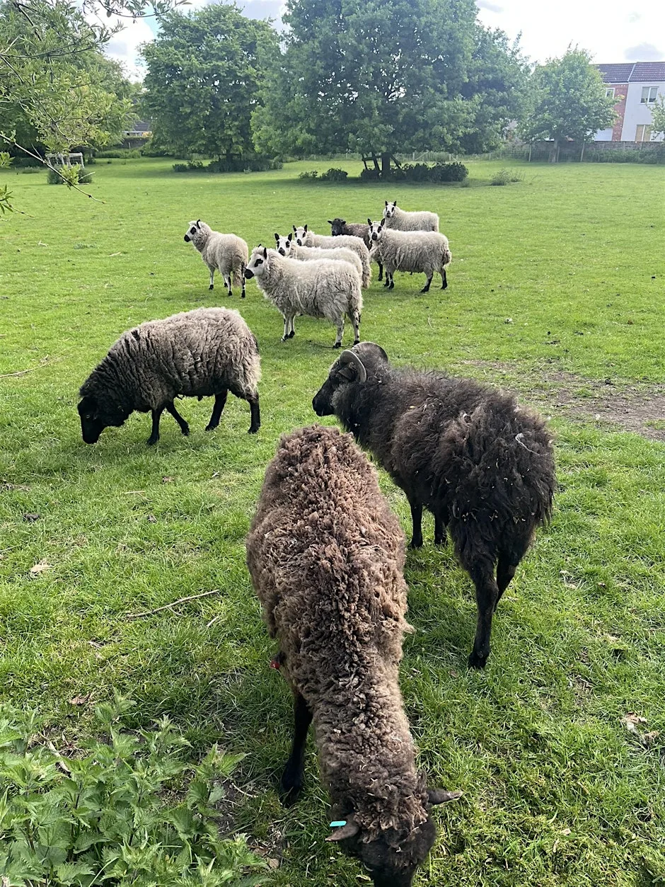 Home Learning Session - Adventures with Wool
