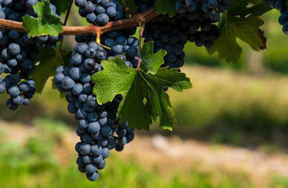 The Noble Grapes: Pinot Noir and Chardonnay at Jeroboams Knightsbridge