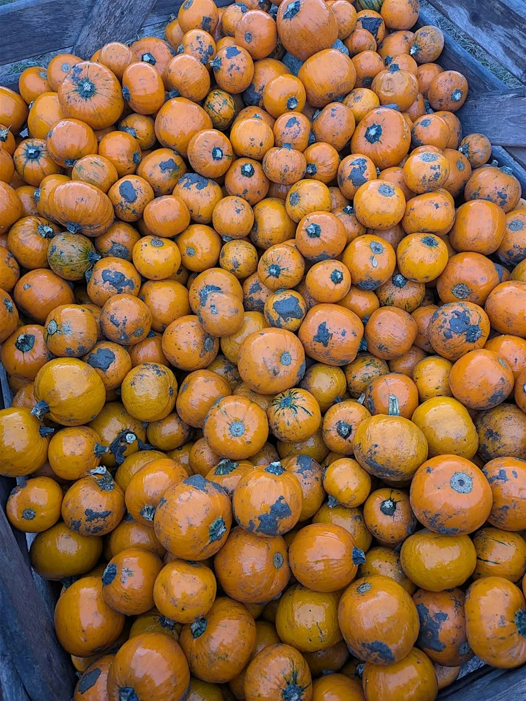 Notts Pumpkin Picking - 11th October