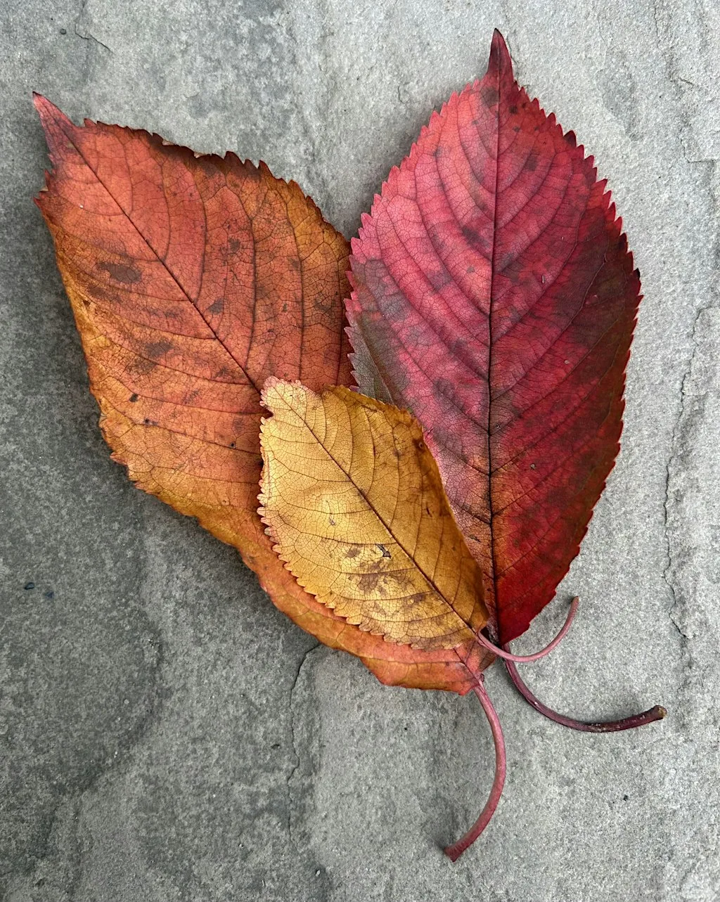 Autumn Leaves Drawing Workshop