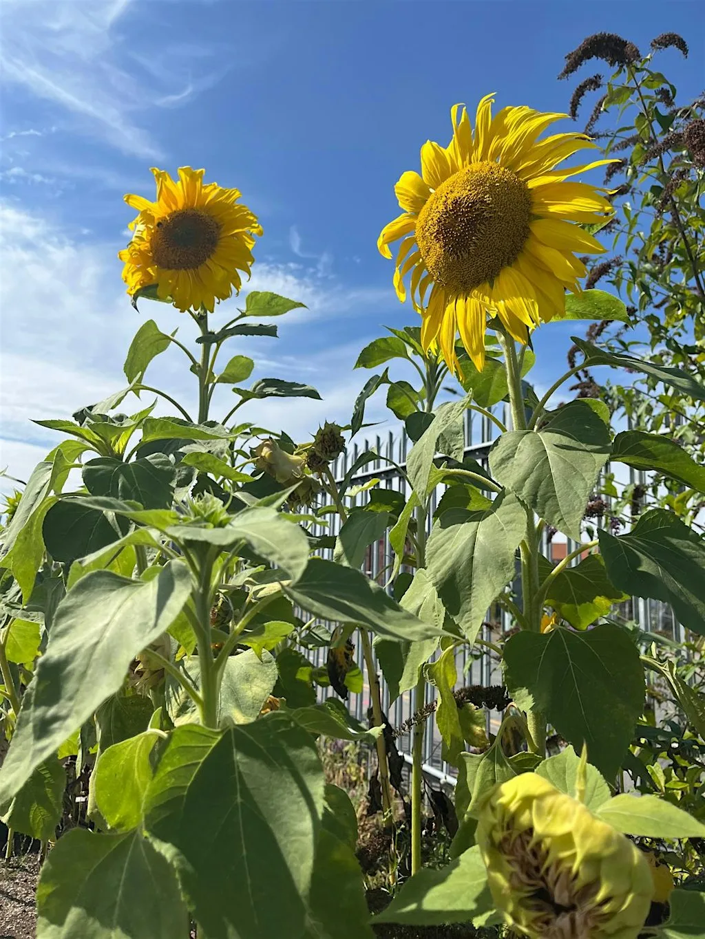 Seed Saving Workshop at Rooted in Hull