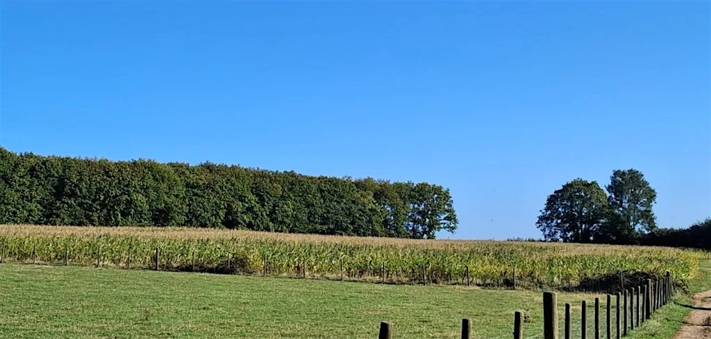 Managing maize matters