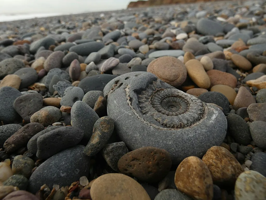 Clues in the Clay at Spurn Discovery Centre