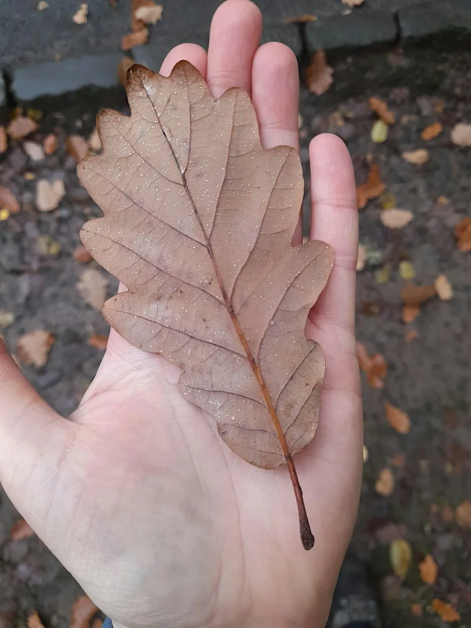 Nature Walk and Print