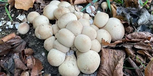 Let's learn about fungi: walk and talk (Rusthall Common)