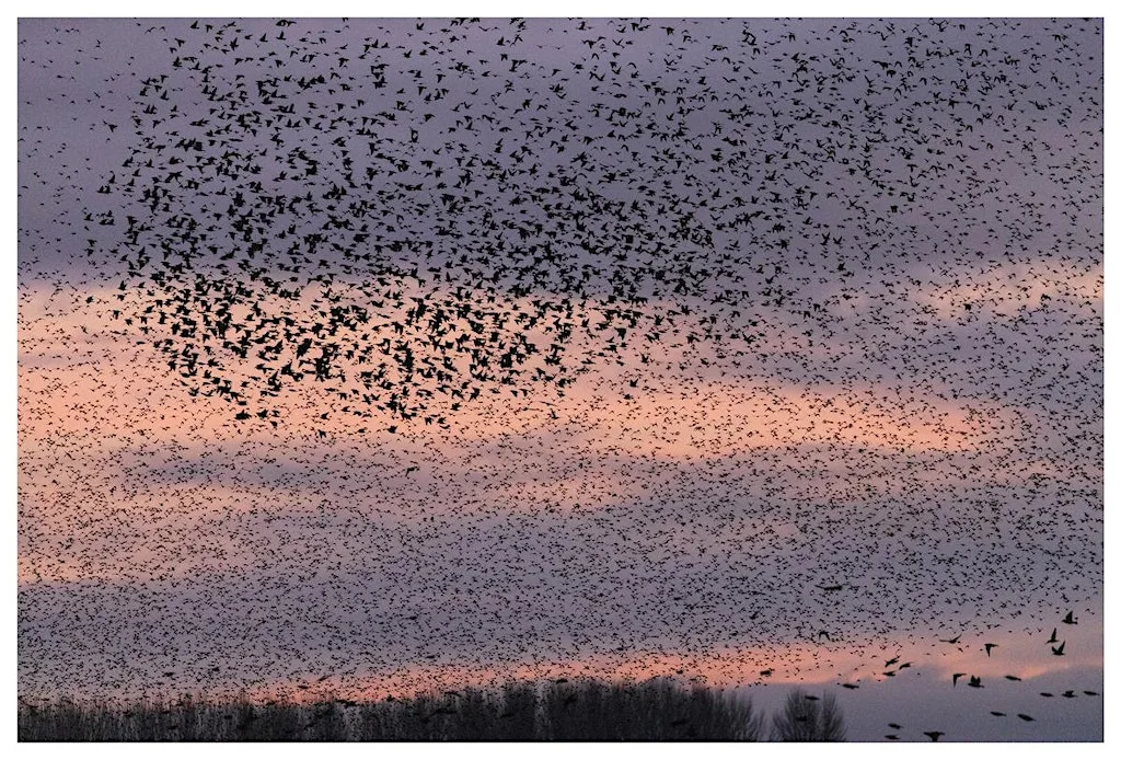 Dusk Bird Walks