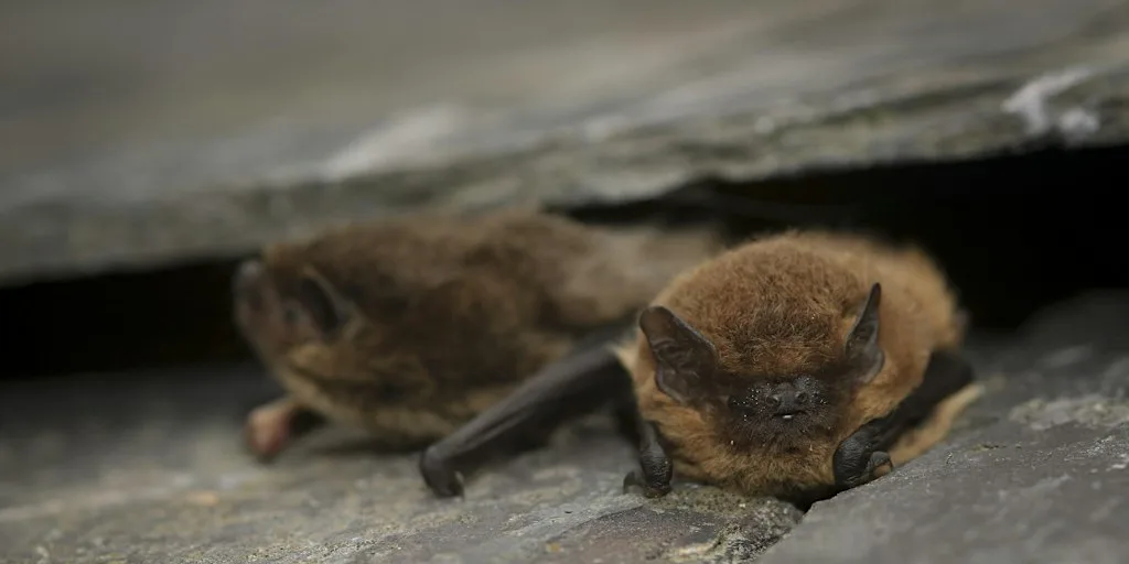 Brockholes Adults Only Bat Walk - Thursday 17th September at Brockholes Nature Reserve