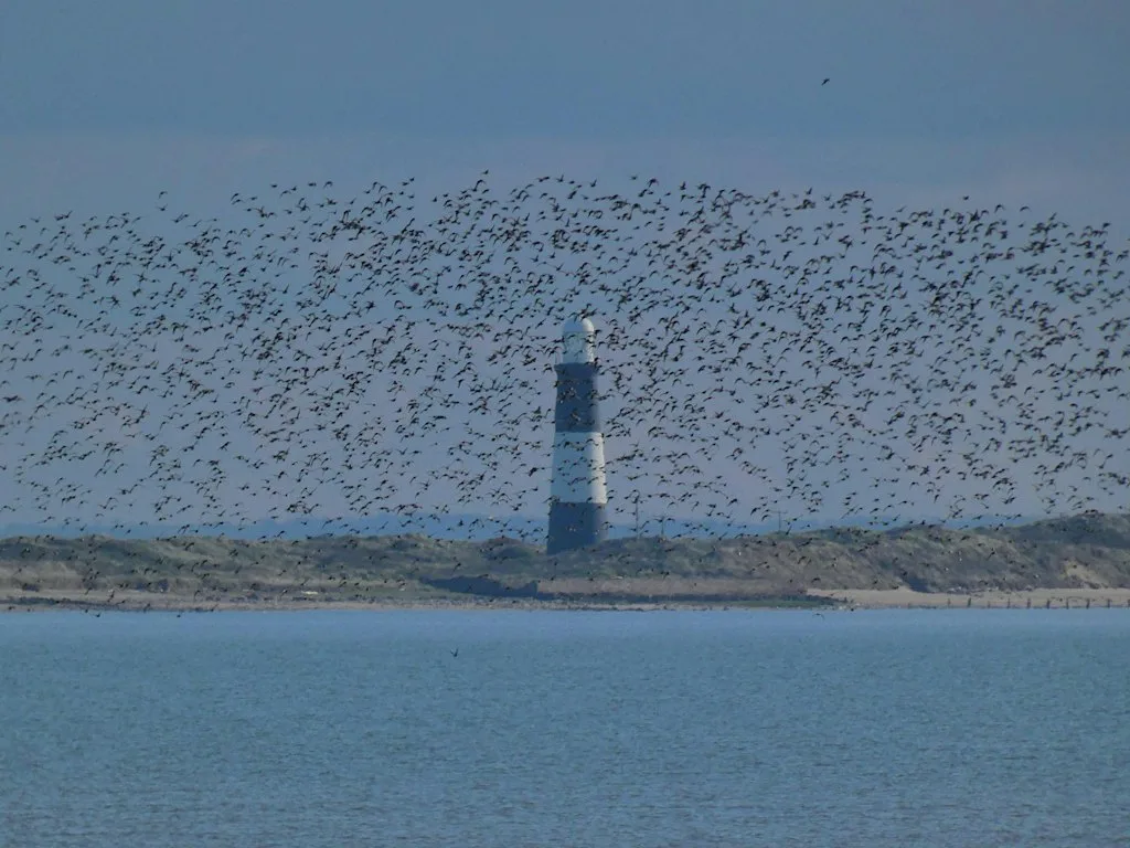 Feathered friends - Family bird watching at Spurn Discovery Centre