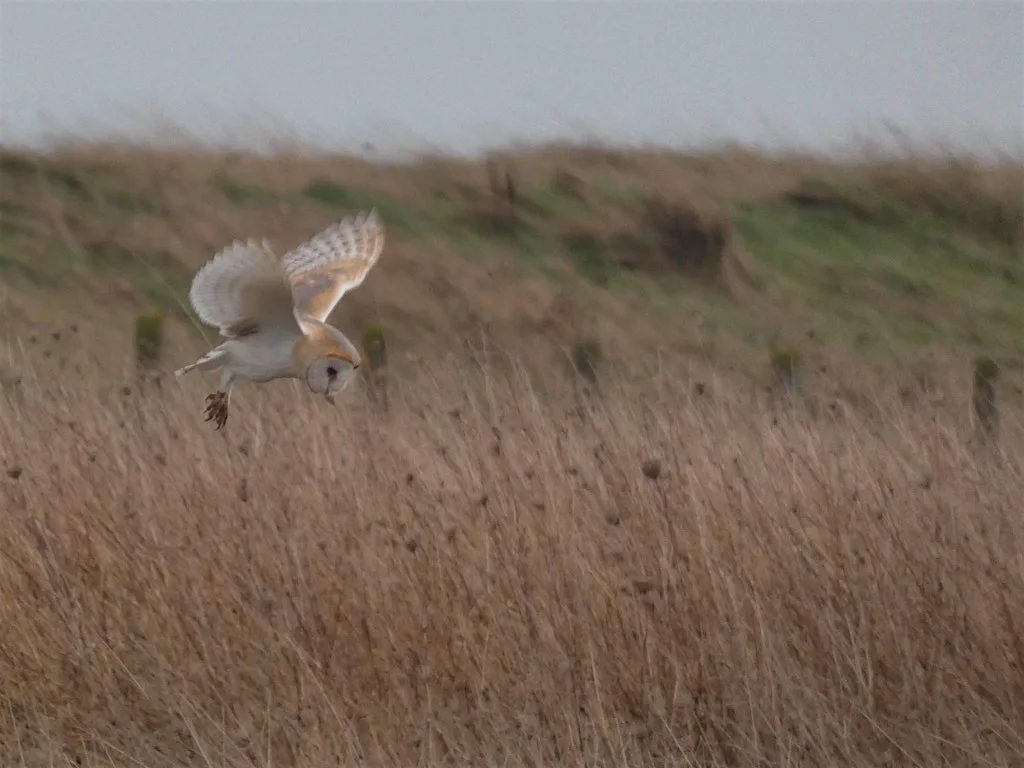 Spurn Bird Tour