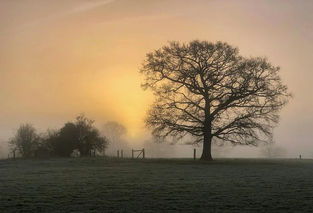 Sarah Medway: IPHONE SAFARI PHOTO WORKSHOP (NOTE: IPHONES ONLY)