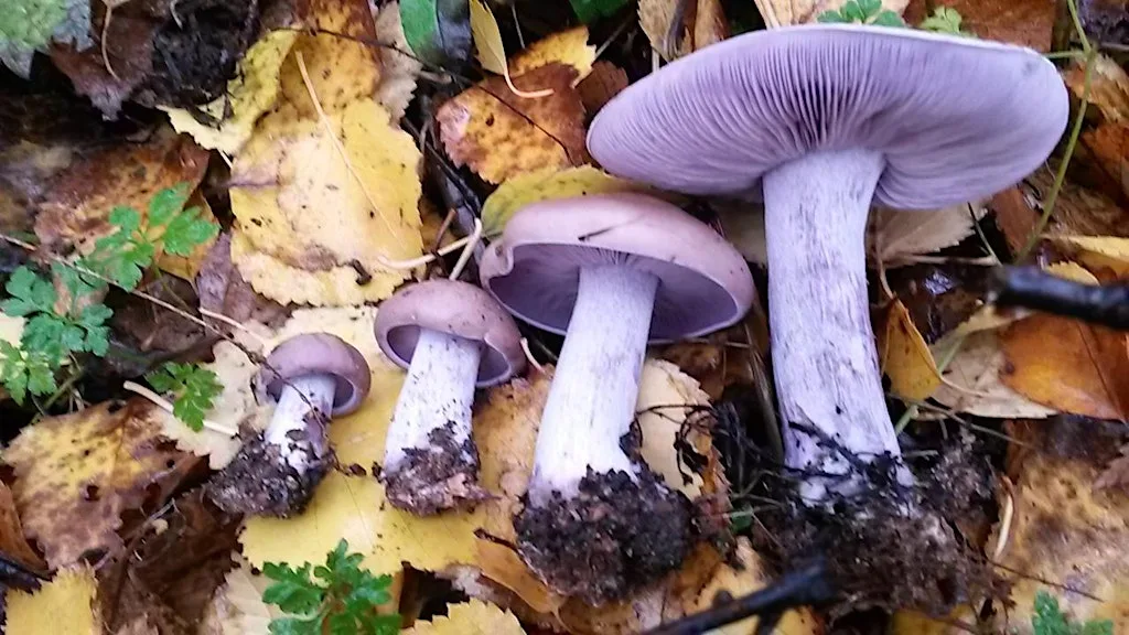 Fungi Walk in Bellwood