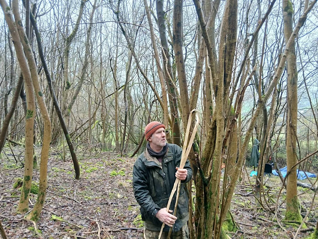 Volunteers wanted to coppice hazel at Warleigh Nature Reserve, Bath. at Warleigh Nature Reserve